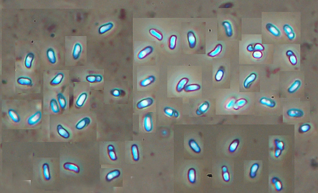 Aphyllophorales 5335 (Postia stiptica)
